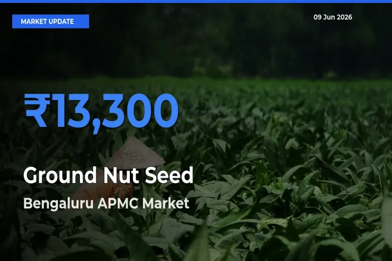 Bengaluru APMC Tops Ground Nut Seed Rates – June 09 Market Update
