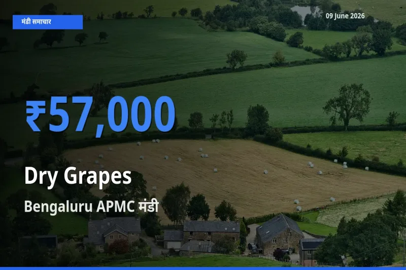 आज किशमिश के सबसे ज़्यादा दाम Bengaluru APMC मंडी में दर्ज