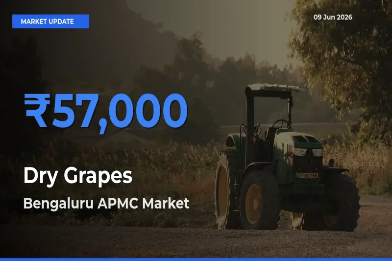 Bengaluru APMC Leads as Top Mandi for Dry Grapes Prices