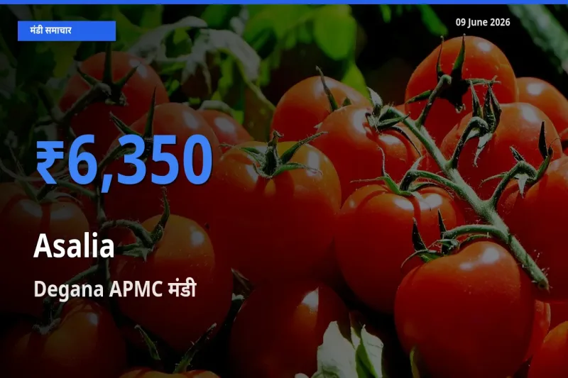 आज असालिया (चंसुर बीज) के सबसे ज़्यादा दाम Degana APMC मंडी में दर्ज