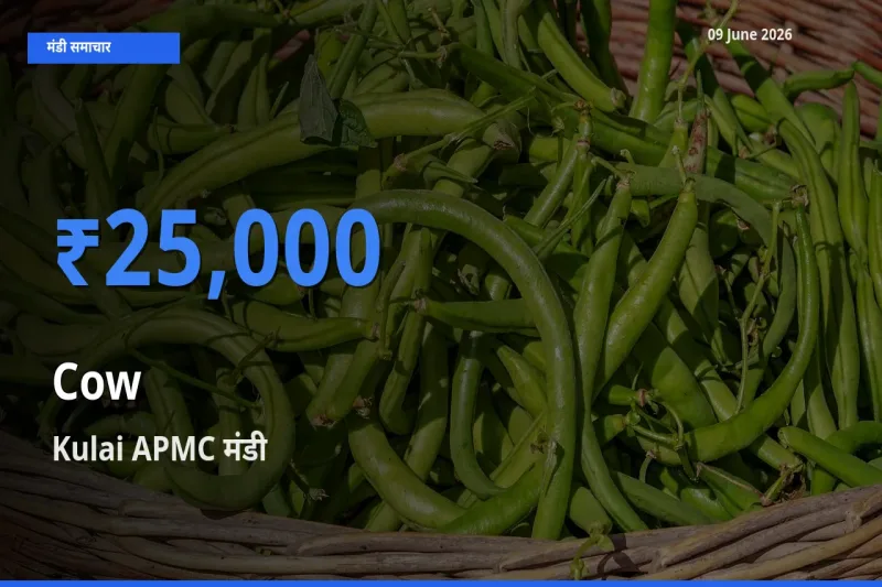 बाज़ार संकेत: Kulai APMC बना गाय के लिए आज की टॉप मंडी