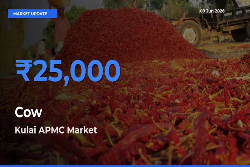 Market Watch: Kulai APMC Becomes Top Mandi for Cow