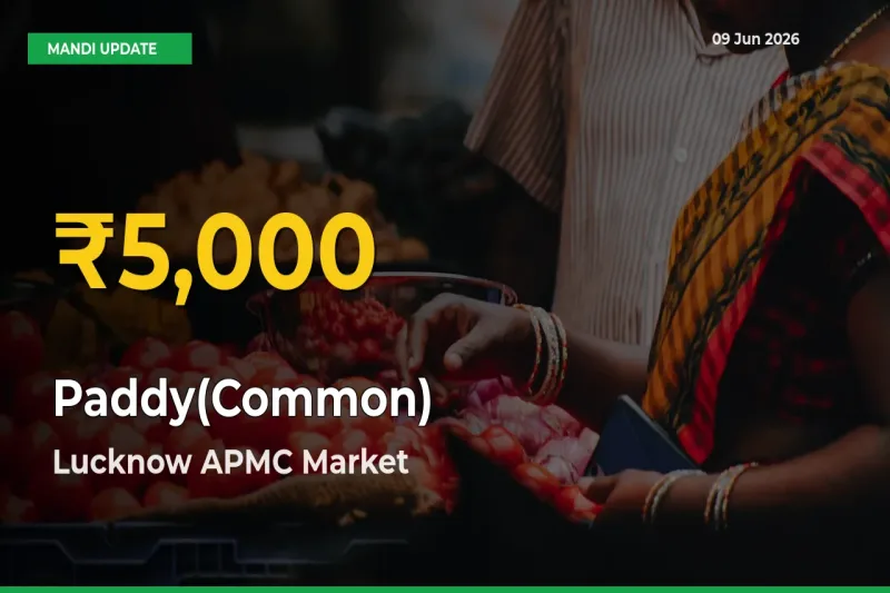 Paddy(Common) Hits Fresh High in Lucknow APMC Today