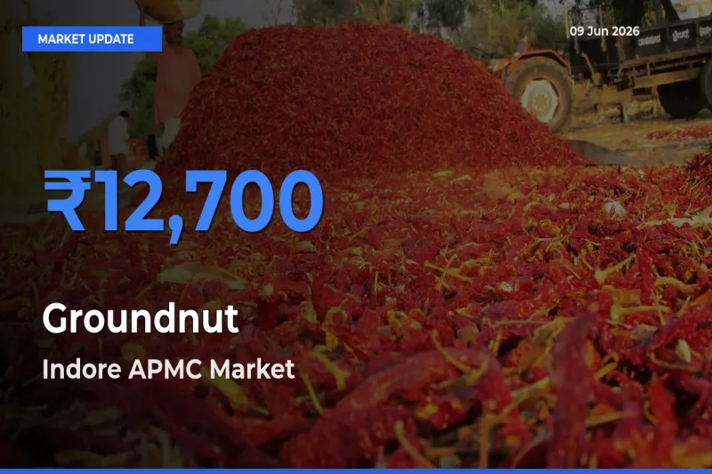 Indore APMC Tops Groundnut Rates – June 09 Market Update