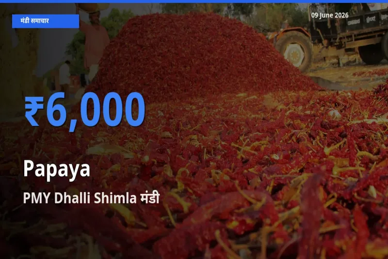 PMY Dhalli Shimla में पपीता का आज सबसे ऊँचा भाव