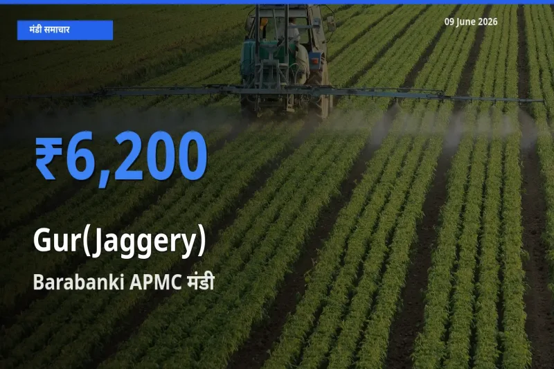 Barabanki APMC मंडी में गुड़ ₹6,200 पर पहुँचा – आज का सर्वोच्च भाव