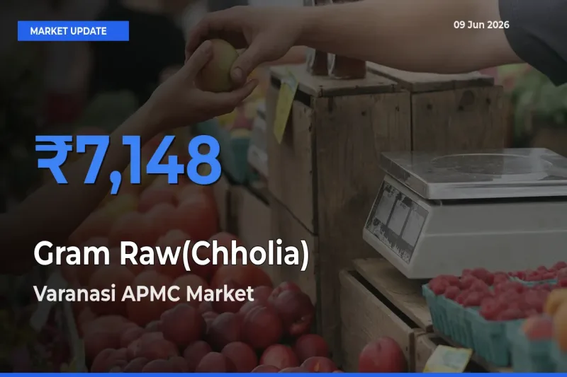 Varanasi APMC Tops Gram Raw(Chholia) Mandi Rates Today
