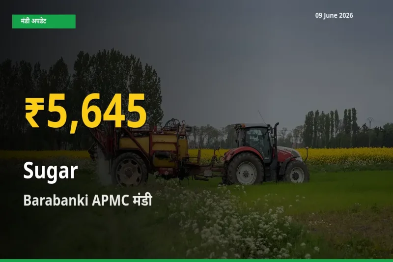आज का मंडी भाव: Barabanki APMC में चीनी सबसे ऊँचे स्तर पर