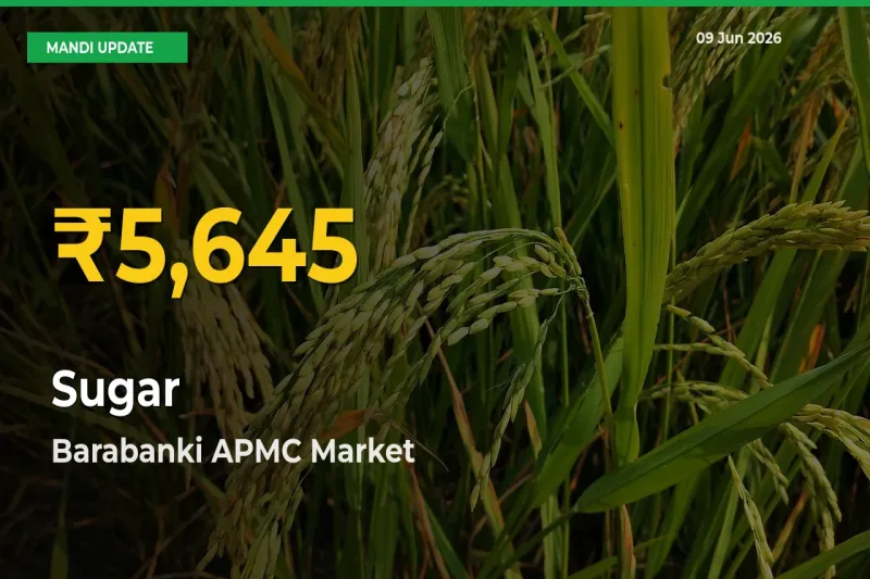 Sugar Prices Soar to Record High in Barabanki APMC – Farmers Alert Today