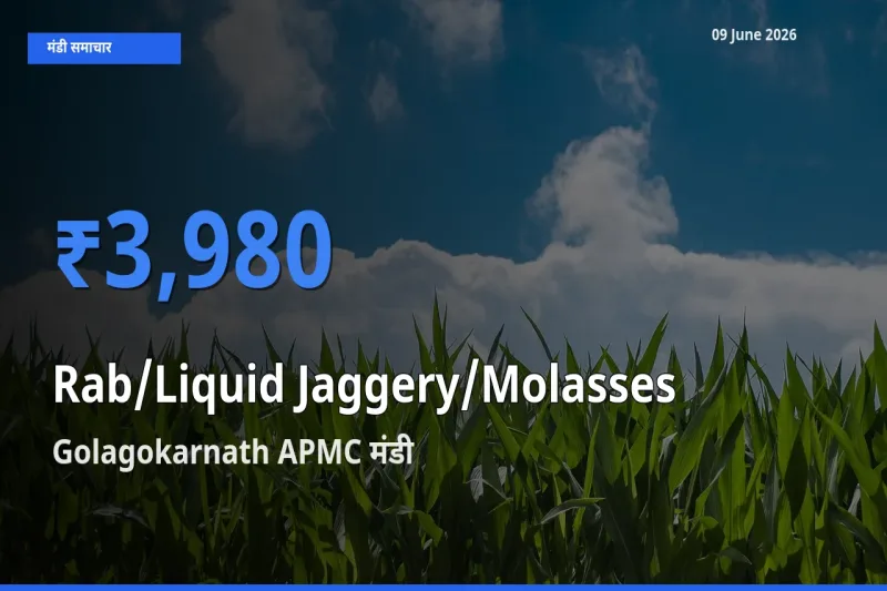 Golagokarnath APMC मंडी में तरल गुड़ ₹3,980 पर पहुँचा – आज का सर्वोच्च भाव