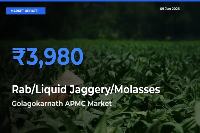 Rab/Liquid Jaggery/Molasses Mandi Rate Today: Golagokarnath APMC Tops the List