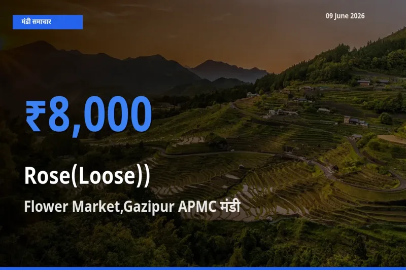 Flower Market,Gazipur APMC मंडी में आज गुलाब(ढीला)) के सबसे ऊँचे दाम दर्ज