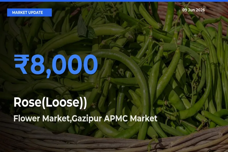 Flower Market,Gazipur APMC Leads as Top Mandi for Rose(Loose)) Prices