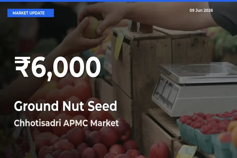 Ground Nut Seed Hits 30-Day Low in Chhotisadri APMC
