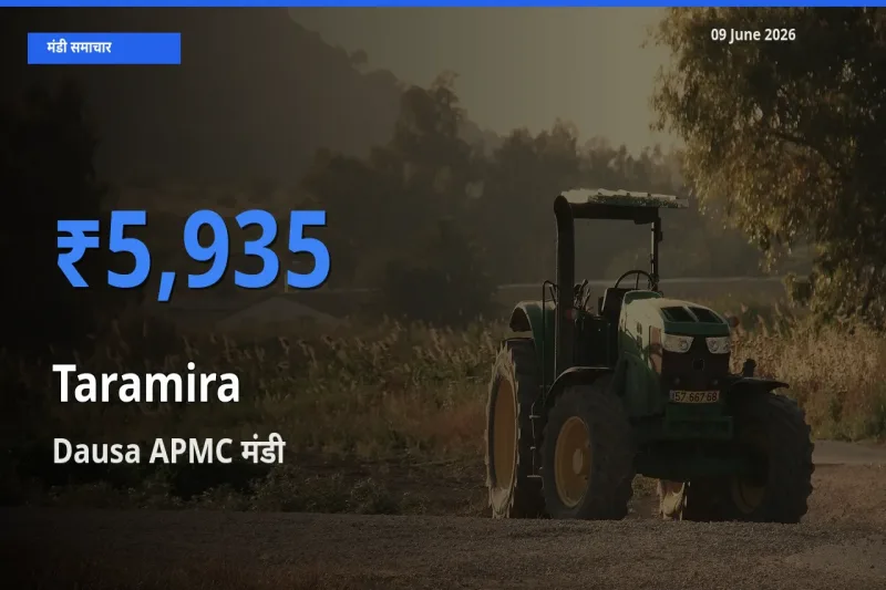 टॉप मंडी बना Dausa APMC! तारामीरा के सबसे ऊँचे दाम यहीं दर्ज