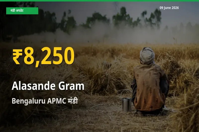 30 दिनों में सबसे ऊँचे स्तर पर लोबिया (चावली) के दाम, Bengaluru APMC में उछाल