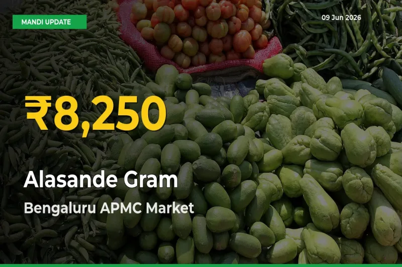 Alasande Gram Prices Soar to Record High in Bengaluru APMC – Farmers Alert Today