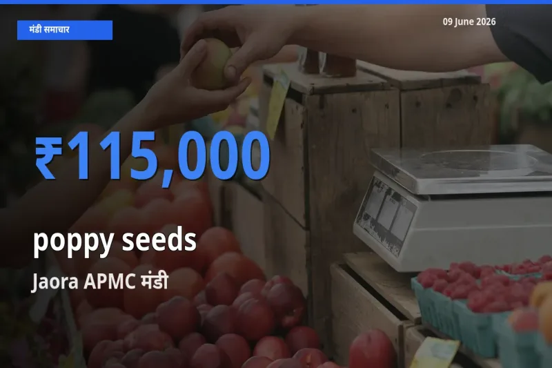टॉप मंडी बना Jaora APMC! खसखस के सबसे ऊँचे दाम यहीं दर्ज