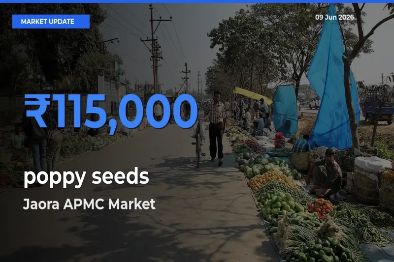 Jaora APMC Leads as Top Mandi for poppy seeds Prices