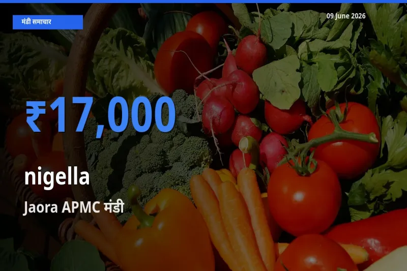 बाज़ार संकेत: Jaora APMC बना कलौंजी के लिए आज की टॉप मंडी