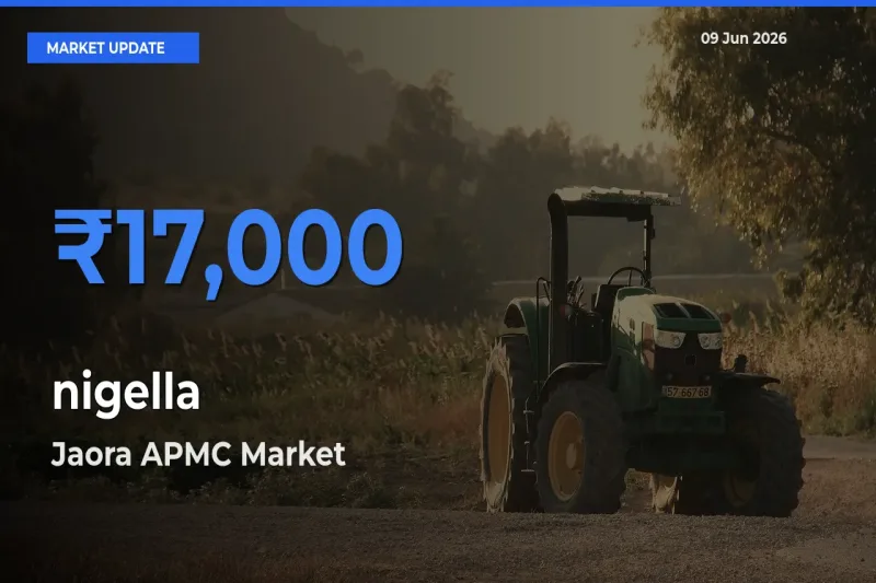 Jaora APMC Offers ₹17,000 – Highest nigella Rate Today