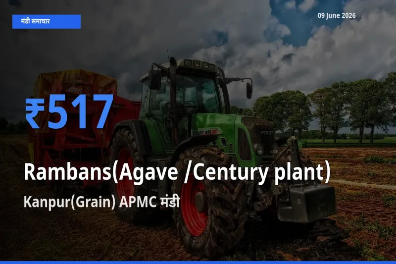Kanpur(Grain) APMC मंडी में आज रामबाँस के सबसे ऊँचे दाम दर्ज