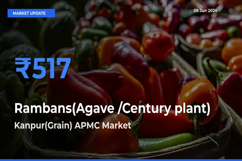 Kanpur(Grain) APMC Leads as Top Mandi for Rambans(Agave /Century plant) Prices