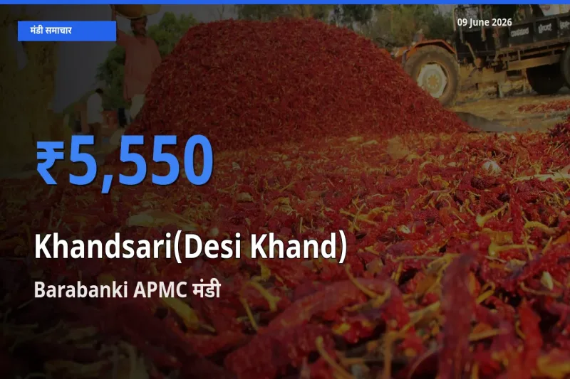 Barabanki APMC मंडी में देसी खांड ₹5,550 पर पहुँचा – आज का सर्वोच्च भाव