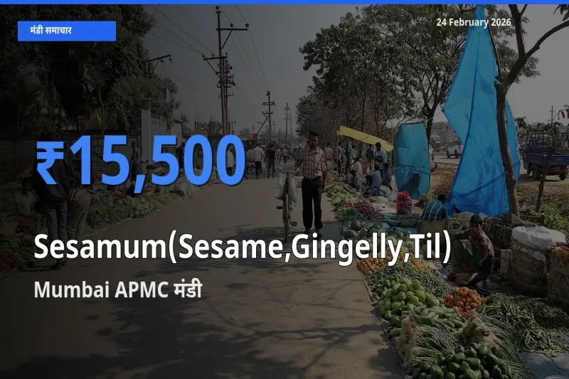 Mumbai APMC में Sesamum(Sesame,Gingelly,Til) का आज सबसे ऊँचा भाव