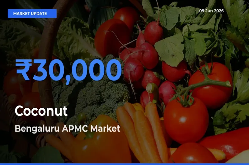 Coconut Mandi Rate Today: Bengaluru APMC Tops the List