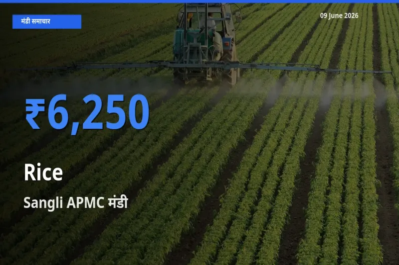 आज चावल के सबसे ऊँचे दाम ₹6,250 Sangli APMC मंडी में