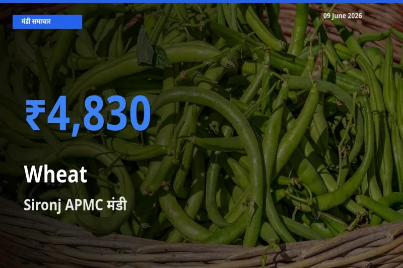 बाज़ार संकेत: Sironj APMC बना गेहूँ के लिए आज की टॉप मंडी