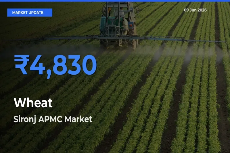 Top Performer! Sironj APMC Offers Best Wheat Price Today