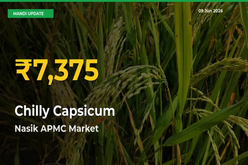Nasik APMC Leads as Chilly Capsicum Hits Highest Rate – June 09 Update