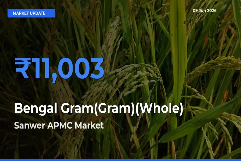 Sanwer APMC Emerges as Top Mandi for Bengal Gram(Gram)(Whole) Prices Today