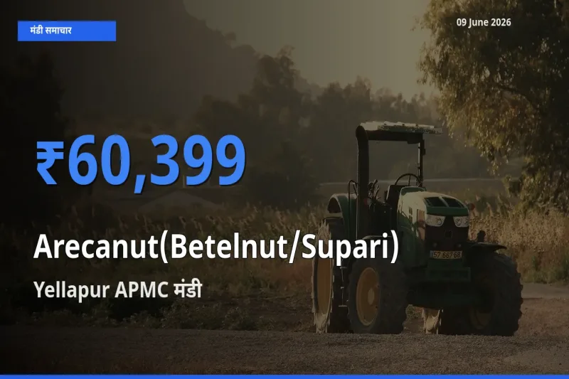 Yellapur APMC मंडी में आज सुपारी के सबसे ऊँचे दाम दर्ज
