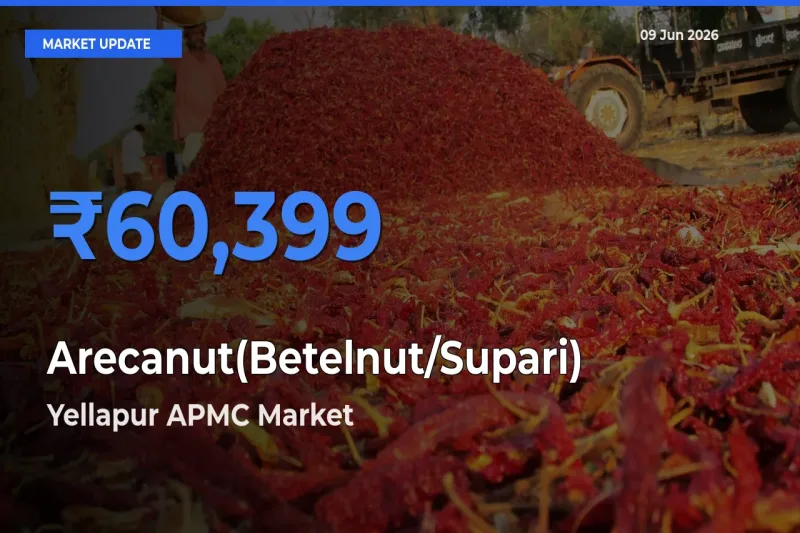 Market Watch: Yellapur APMC Becomes Top Mandi for Arecanut(Betelnut/Supari)