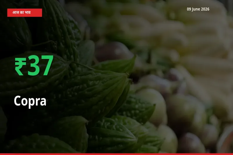 बाज़ार संकेत: सूखा नारियल के भाव मंडी में 37.22% ऊपर