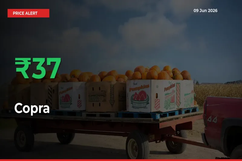 Sharp Jump! Copra Prices Climb 37.22% in 24 Hours at Key Mandis