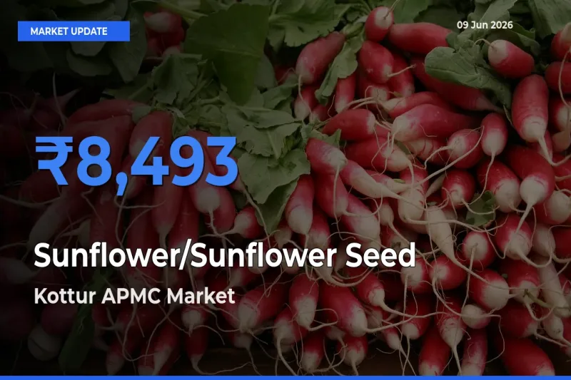 Kottur APMC Records Highest ₹8,493 Rate for Sunflower/Sunflower Seed