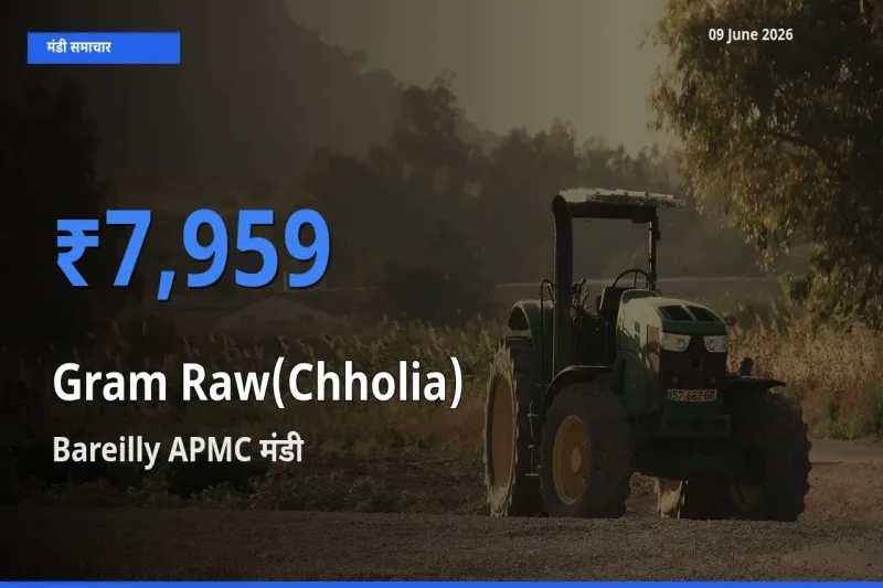 आज हरा चना (छोलिया) के सबसे ज़्यादा दाम Bareilly APMC मंडी में दर्ज