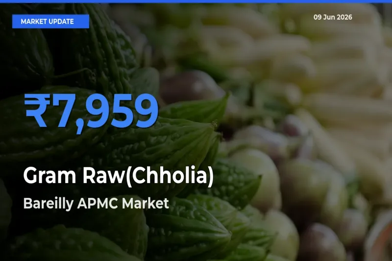 Farmers Prefer Bareilly APMC as Gram Raw(Chholia) Hits Highest Rate