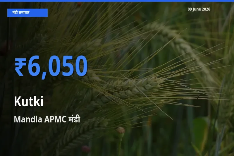आज कुटकी के सबसे ज़्यादा दाम Mandla APMC मंडी में दर्ज