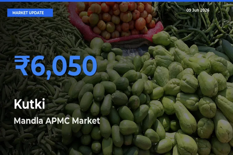 Farmers Prefer Mandla APMC as Kutki Hits Highest Rate