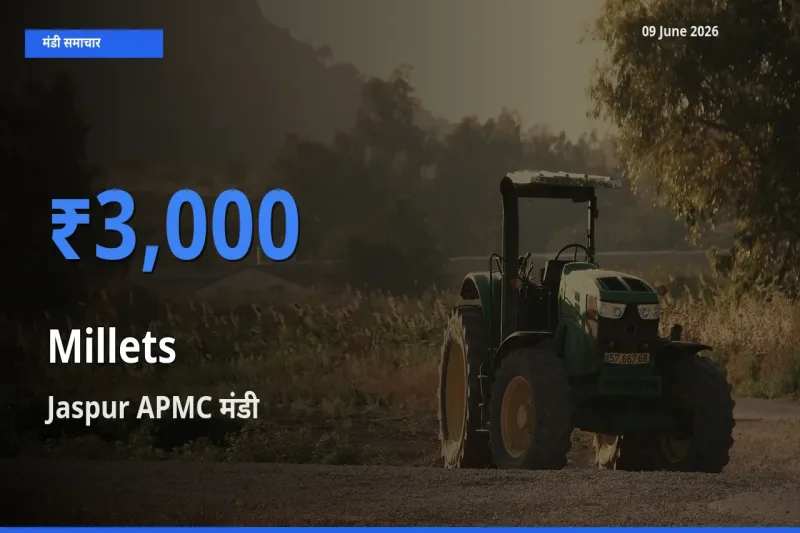 Jaspur APMC मंडी में बाजरा ₹3,000 पर पहुँचा – आज का सर्वोच्च भाव