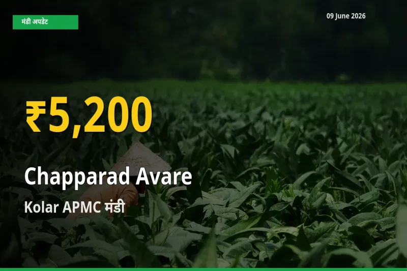 रिकॉर्ड तेज़ी! Kolar APMC में चप्परद अवरे ₹5,200 पर पहुँचा