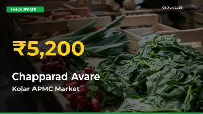 Chapparad Avare Price Hits New High in Kolar APMC Today – Check Latest Mandi Rates