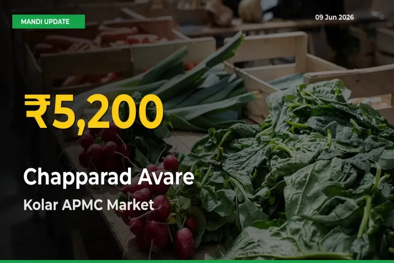 Chapparad Avare Price Hits New High in Kolar APMC Today – Check Latest Mandi Rates