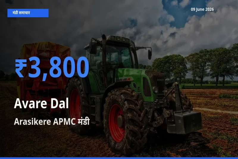 Arasikere APMC में लोबिया दाल का आज सबसे ऊँचा भाव