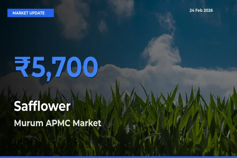 Murum APMC Records Highest ₹5,700 Rate for Safflower